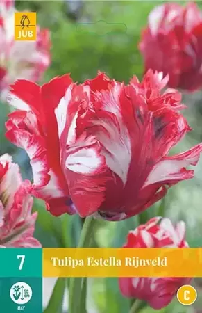 X 7 Tulipa Estella Rijnveld - afbeelding 1