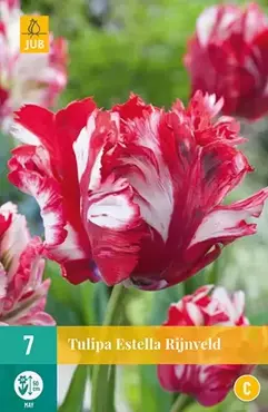 X 7 Tulipa Estella Rijnveld - afbeelding 2