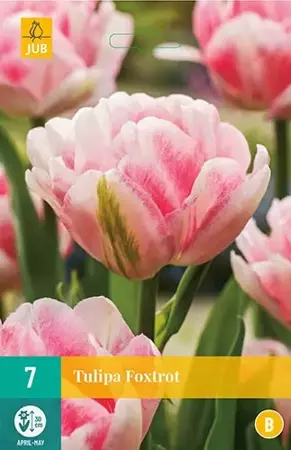 X 7 Tulipa Foxtrot - afbeelding 1