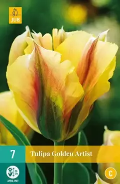 X 7 Tulipa Golden Artist - afbeelding 2