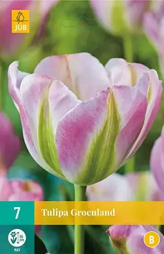 X 7 Tulipa Groenland