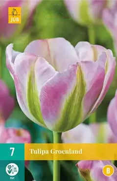 X 7 Tulipa Groenland - afbeelding 1