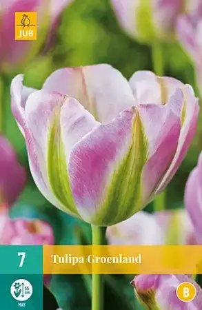 X 7 Tulipa Groenland - afbeelding 2