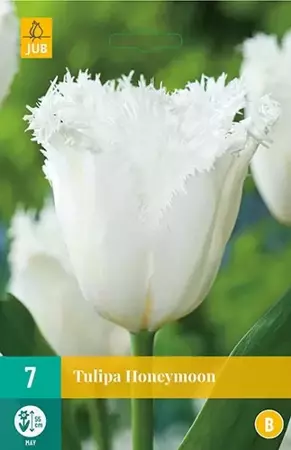 X 7 Tulipa Honeymoon - afbeelding 1