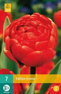 X 7 Tulipa Icoon - afbeelding 2