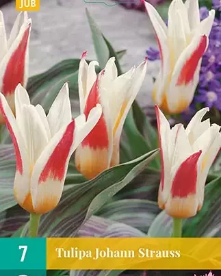 Tulpenbollen planten wanneer en hoe? 13 X 7 Tulipa Johann Strauss