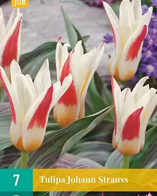 X 7 Tulipa Johann Strauss - afbeelding 1