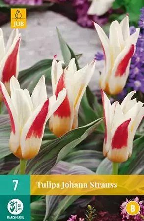 X 7 Tulipa Johann Strauss - afbeelding 2