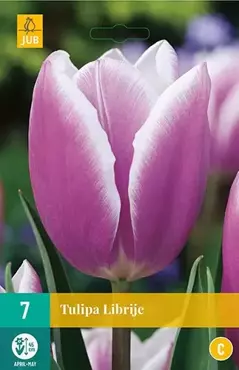 X 7 Tulipa Librije - afbeelding 1