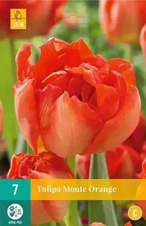 X 7 Tulipa Monte Orange - afbeelding 1