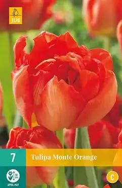 X 7 Tulipa Monte Orange - afbeelding 2