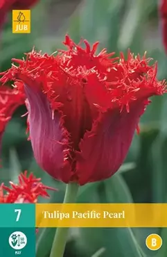 X 7 Tulipa Pacific Pearl - afbeelding 2