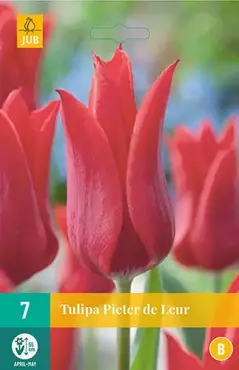 X 7 Tulipa Pieter de Leur - afbeelding 2