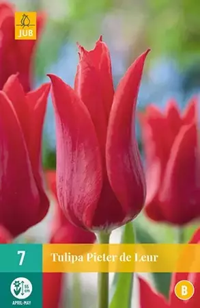 X 7 Tulipa Pieter de Leur - afbeelding 2