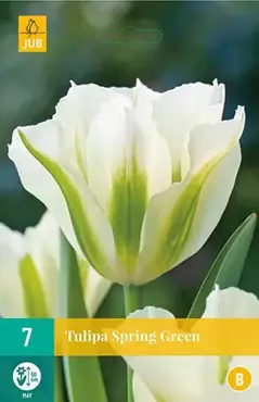 X 7 Tulipa Spring Green - afbeelding 1