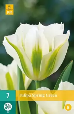 X 7 Tulipa Spring Green - afbeelding 2