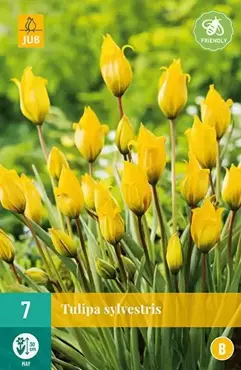 X 7 Tulipa sylvestris - afbeelding 2