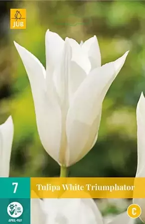 X 7 Tulipa White Triumphator - afbeelding 1