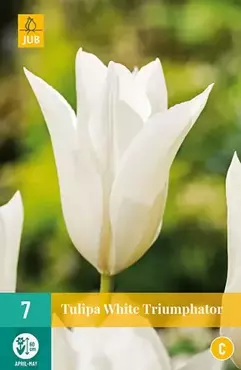 X 7 Tulipa White Triumphator - afbeelding 2