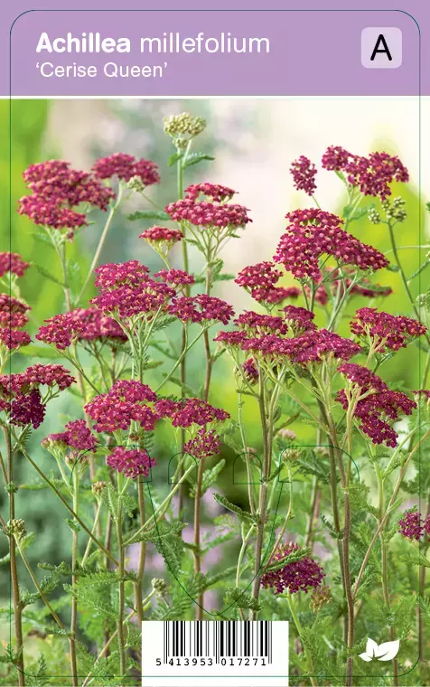 V.I.P.S. Achillea millefolium ''Cerise Queen'' - duizendblad P9