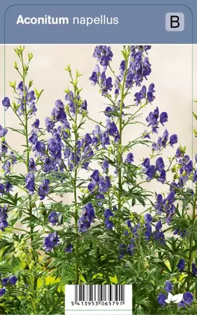 V.I.P.S. Aconitum napellus - monnikskap P9