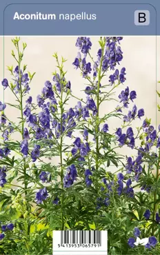 V.I.P.S. Aconitum napellus - monnikskap P9