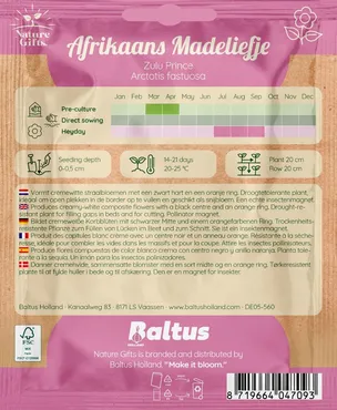 Afrikaans madeliefje zulu prince 40st - afbeelding 2