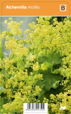 V.I.P.S. Alchemilla mollis - vrouwenmantel p9