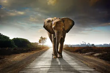 Alexsar Art schilderij Glas art horizon olifant 150x100cm