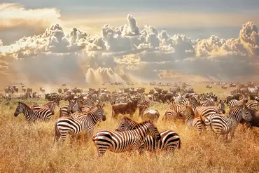 Alexsar Art schilderij Glas art zebra kudde 70x50cm