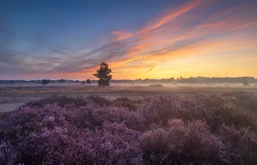 Alexsar Art Tuindoek drenthe lavendel 140x90cm