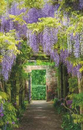 Alexsar Art Tuindoek wisteria tunnel 140x90cm - afbeelding 1