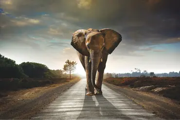 Alexsar Art Tuinschilderij olifant 130x70cm