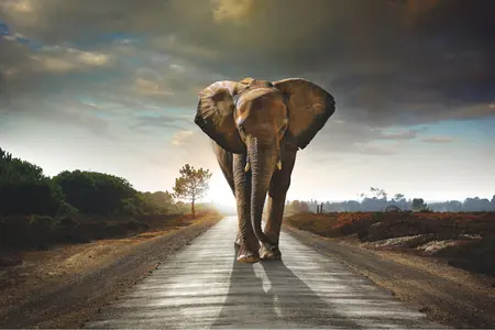 Alexsar Art Tuinschilderij olifant 70x50cm - afbeelding 1