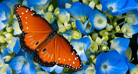Alexsar Art Tuinschilderij vlinder 130x70cm