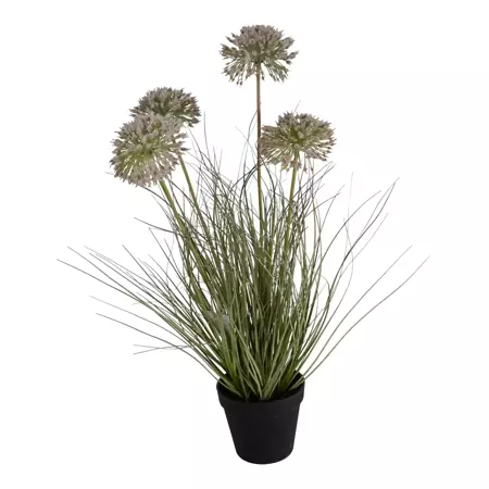 Allium gras 4 toppen h57cm groen