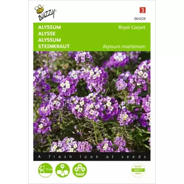 Alyssum Royal Carpet - afbeelding 1