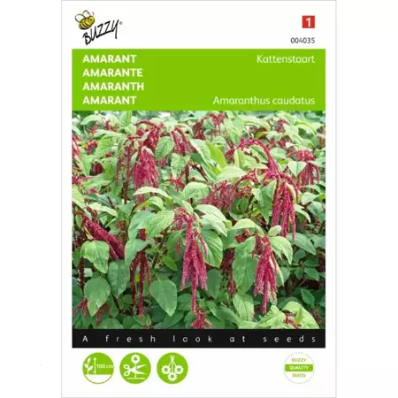 Amaranthus, Kattenstaart rood - afbeelding 1