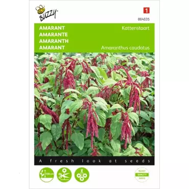 Amaranthus, Kattenstaart rood - afbeelding 2
