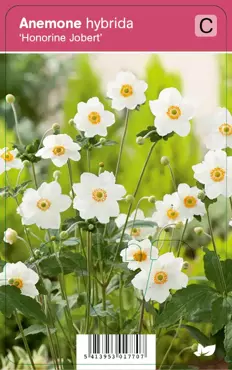 V.I.P.S. Anemone hybride ''Honorine Jobert'' - japanse anemoon P9