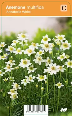 V.I.P.S. Anemone multifida ''Annabelle White'' - Japanse anemoon P9