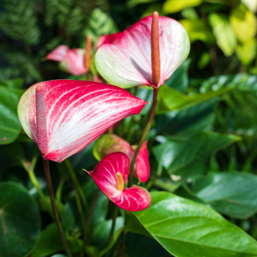Anthurium - Flamingoplant