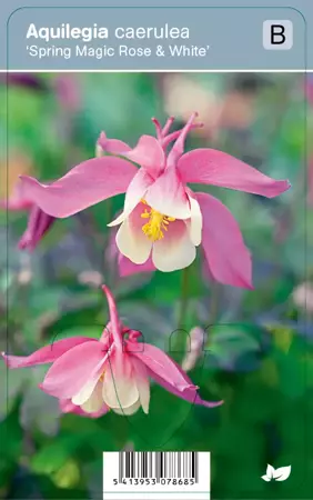 V.I.P.S. Aquilegia caerulea ''Spring Magic Rose & White'' - Akelei P9