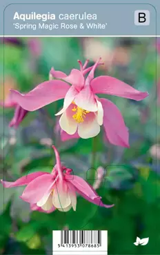 V.I.P.S. Aquilegia caerulea ''Spring Magic Rose & White'' - Akelei P9