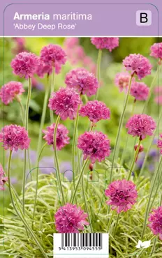 V.I.P.S. Armeria maritima ''Abbey Deep Rose'' - Engels gras P9