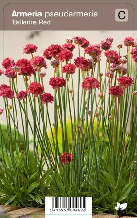 V.I.P.S. Armeria pseudarmeria ''Ballerina Red'' - engels gras P9