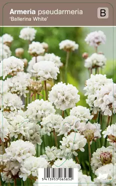 V.I.P.S. Armeria pseudarmeria ''Ballerina White'' - engels gras P9