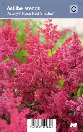V.I.P.S. Astilbe arendsii ''Astary Rose Red Shades'' - pluimspirea P9