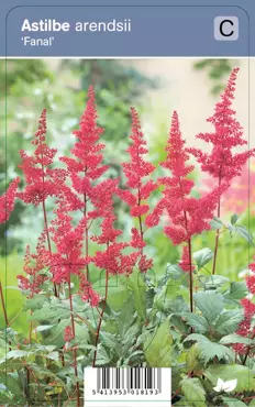 V.I.P.S. Astilbe arendsii ''Fanal'' - spirea P9