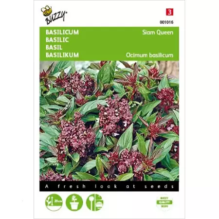 Basilicum Siam Queen - afbeelding 1